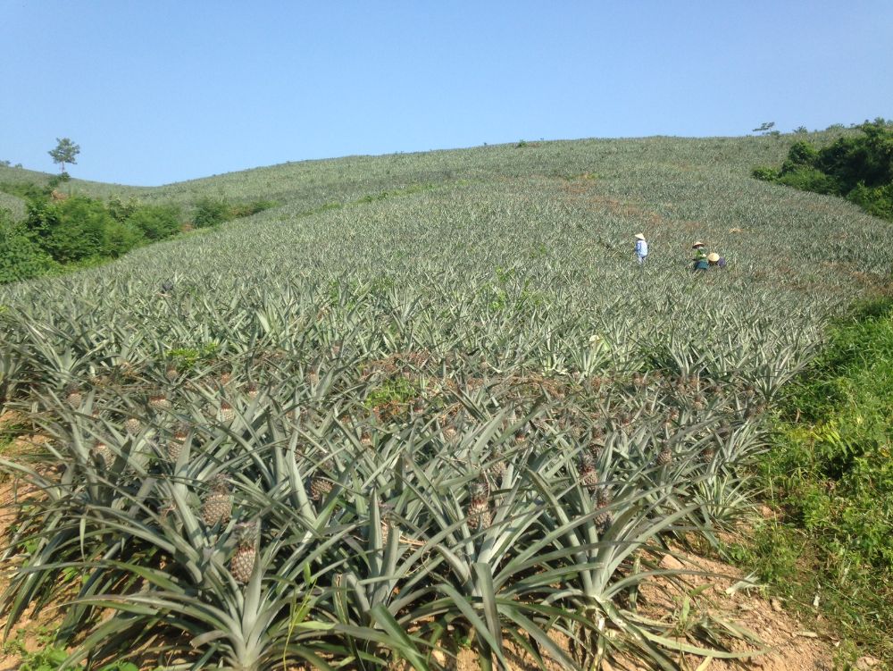 The pineapple's field